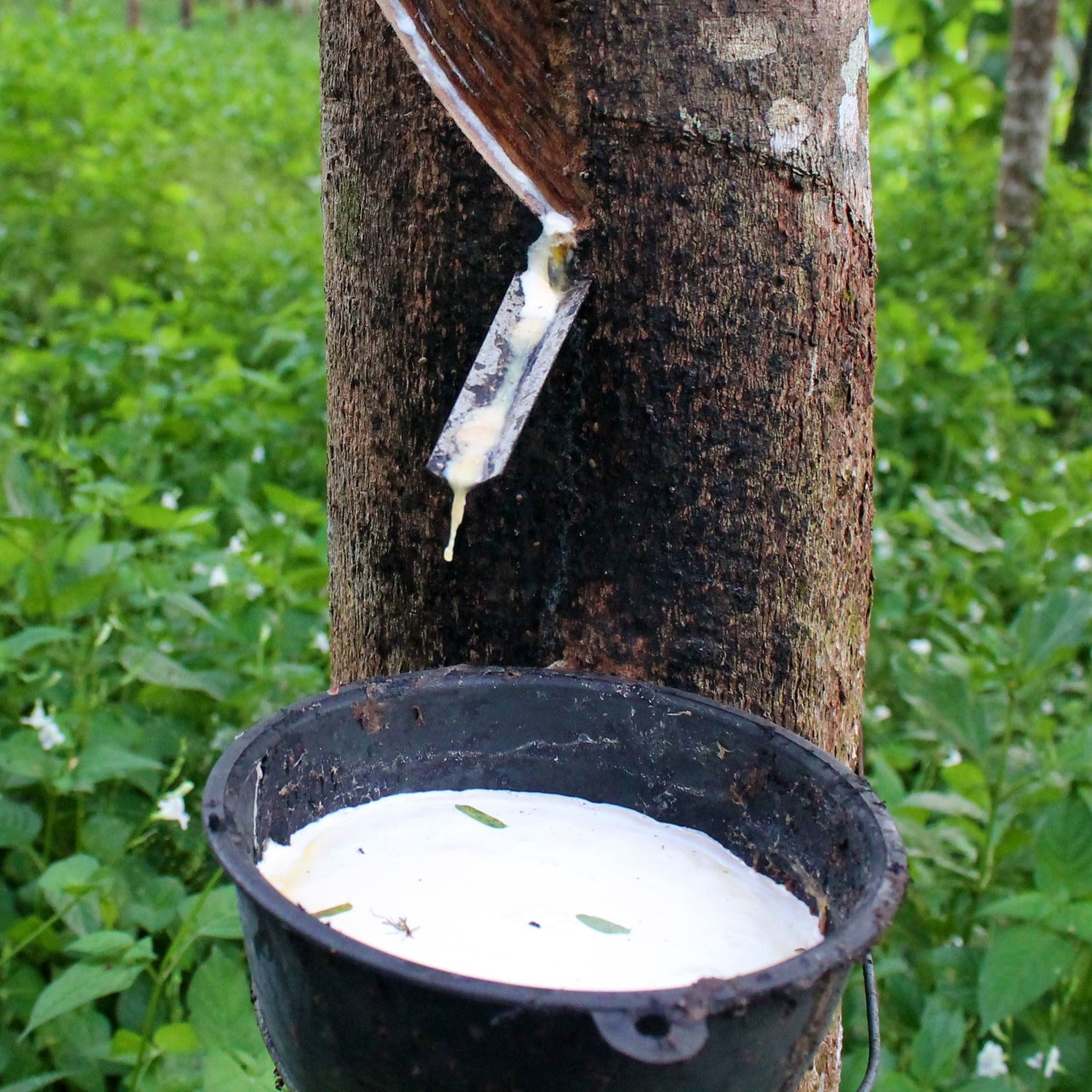 sustainable-rubber-tree-tapping-for-latex-balloons